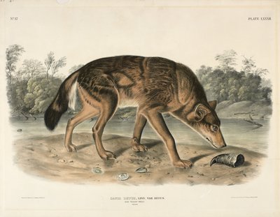 Lobo tejano rojo (Canis Lupus), 1845 de John James Audubon